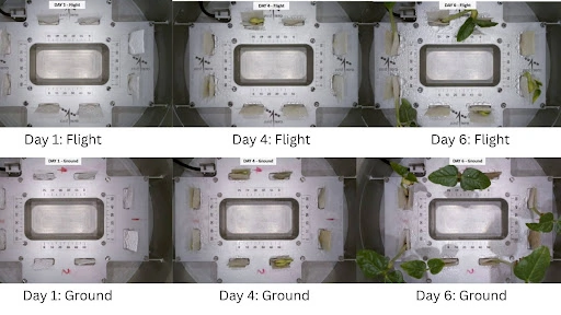 ISRO Successfully Grows Black-Eyed Pea Plants In Space Aboard A Recycled Rocket Stage